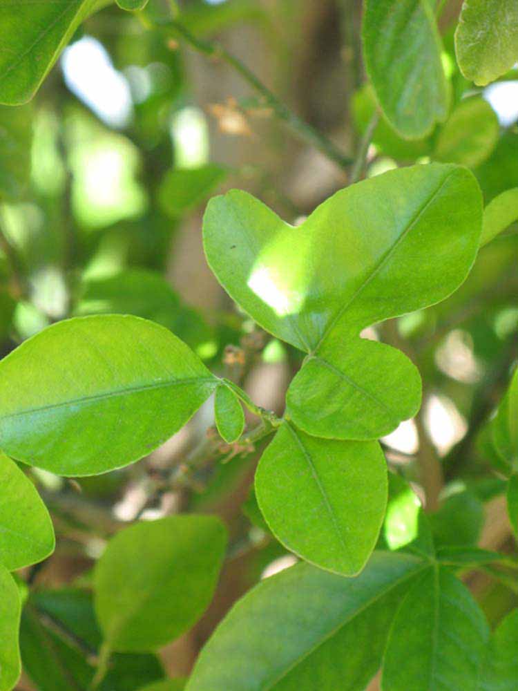              Shade leaves (Riverside, CA)       